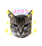 ソマリ家族のダイア君（個別スタンプ：15）