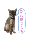 ソマリ家族のダイア君（個別スタンプ：16）