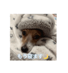 ジャックラッセルテリア ティンクちゃん（個別スタンプ：16）