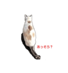 町ねこチロのスタンプ（個別スタンプ：2）