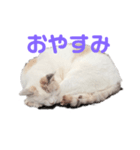 町ねこチロのスタンプ（個別スタンプ：3）
