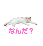 町ねこチロのスタンプ（個別スタンプ：5）