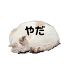 町ねこチロのスタンプ（個別スタンプ：7）