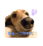 ミニチュアダックスの楽しい日常（個別スタンプ：7）