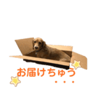 ミニチュアダックスの楽しい日常（個別スタンプ：9）