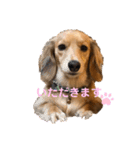 ミニチュアダックスの楽しい日常（個別スタンプ：14）