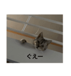 てーるスタンプ2！（個別スタンプ：13）