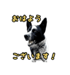 ザ・保護犬 まだらのふぅちゃんスタンプ2（個別スタンプ：2）
