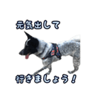 ザ・保護犬 まだらのふぅちゃんスタンプ2（個別スタンプ：4）