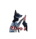 ザ・保護犬 まだらのふぅちゃんスタンプ2（個別スタンプ：9）