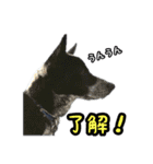 ザ・保護犬 まだらのふぅちゃんスタンプ2（個別スタンプ：10）