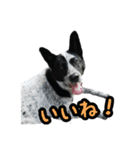 ザ・保護犬 まだらのふぅちゃんスタンプ2（個別スタンプ：14）