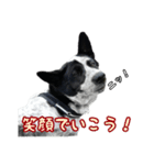 ザ・保護犬 まだらのふぅちゃんスタンプ2（個別スタンプ：15）