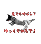 ザ・保護犬 まだらのふぅちゃんスタンプ2（個別スタンプ：26）