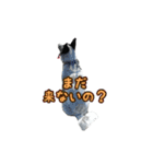 ザ・保護犬 まだらのふぅちゃんスタンプ2（個別スタンプ：33）