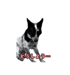 ザ・保護犬 まだらのふぅちゃんスタンプ2（個別スタンプ：35）