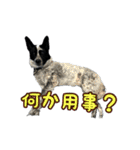 ザ・保護犬 まだらのふぅちゃんスタンプ2（個別スタンプ：38）