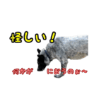 ザ・保護犬 まだらのふぅちゃんスタンプ2（個別スタンプ：39）