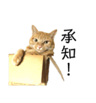 茶トラ猫チビタン（個別スタンプ：1）