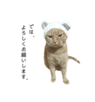 茶トラ猫チビタン（個別スタンプ：4）
