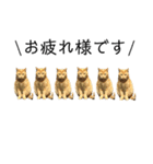 茶トラ猫チビタン（個別スタンプ：5）