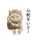 茶トラ猫チビタン（個別スタンプ：12）