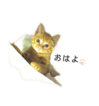 茶トラ猫チビタン（個別スタンプ：17）