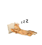 茶トラ猫チビタン（個別スタンプ：19）