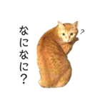 茶トラ猫チビタン（個別スタンプ：20）