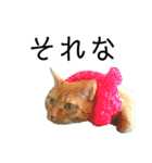 茶トラ猫チビタン（個別スタンプ：33）