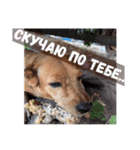 лили дикая собака（個別スタンプ：1）