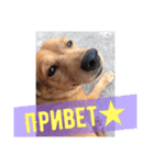 лили дикая собака（個別スタンプ：2）