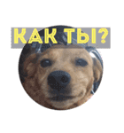 лили дикая собака（個別スタンプ：4）