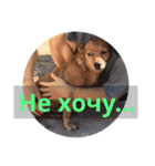 лили дикая собака（個別スタンプ：6）