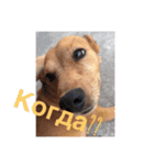 лили дикая собака（個別スタンプ：9）