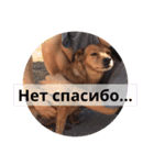 лили дикая собака（個別スタンプ：10）