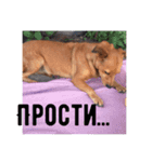 лили дикая собака（個別スタンプ：11）