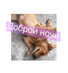 лили дикая собака（個別スタンプ：12）