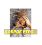 лили дикая собака（個別スタンプ：13）