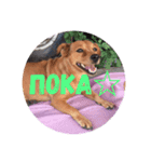 лили дикая собака（個別スタンプ：14）