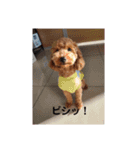 ねこといぬの日常（個別スタンプ：8）