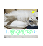 まろぷんスタンプ（個別スタンプ：6）