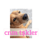 ブラジル半野良犬リリー。トルコ語（個別スタンプ：3）