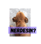 ブラジル半野良犬リリー。トルコ語（個別スタンプ：7）