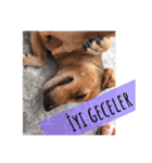 ブラジル半野良犬リリー。トルコ語（個別スタンプ：10）