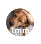 ブラジル半野良犬リリー。トルコ語（個別スタンプ：15）