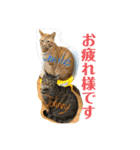 Johnny ＆ Chocola 1（個別スタンプ：4）