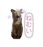 Johnny ＆ Chocola 1（個別スタンプ：10）