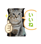 Johnny ＆ Chocola 1（個別スタンプ：12）