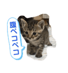 Johnny ＆ Chocola 1（個別スタンプ：16）